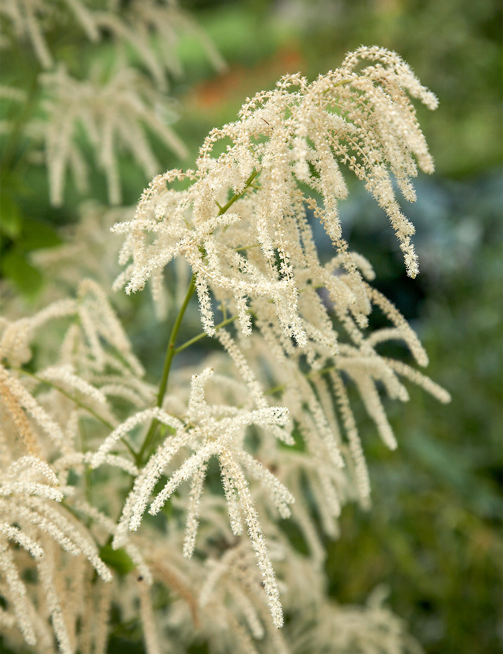 Goats Beard Goats Beard
