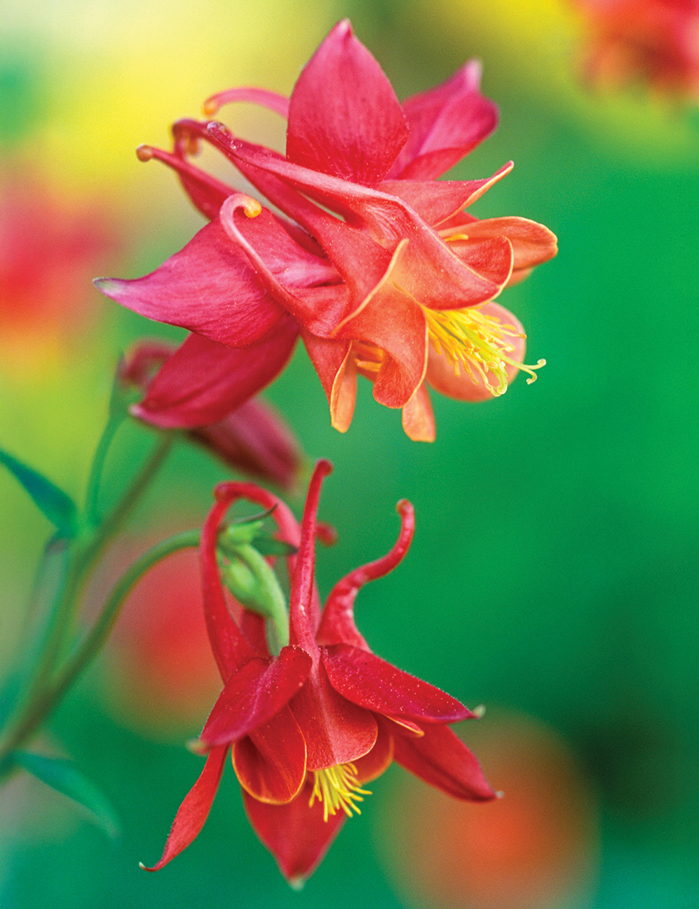 Aquilegia Eastern Red Columbine