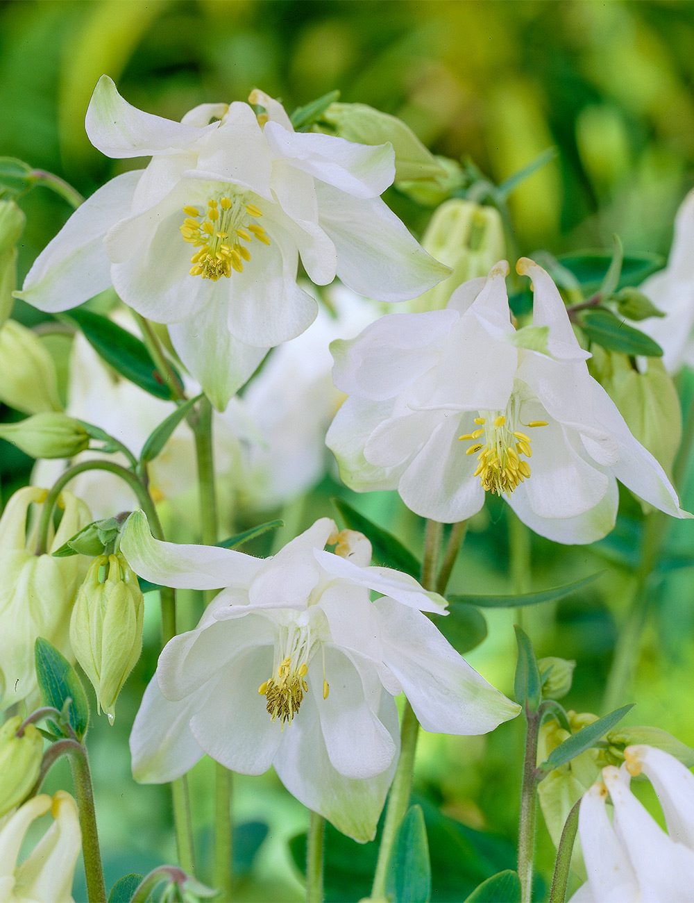 Aquilegia 'Munstead White'