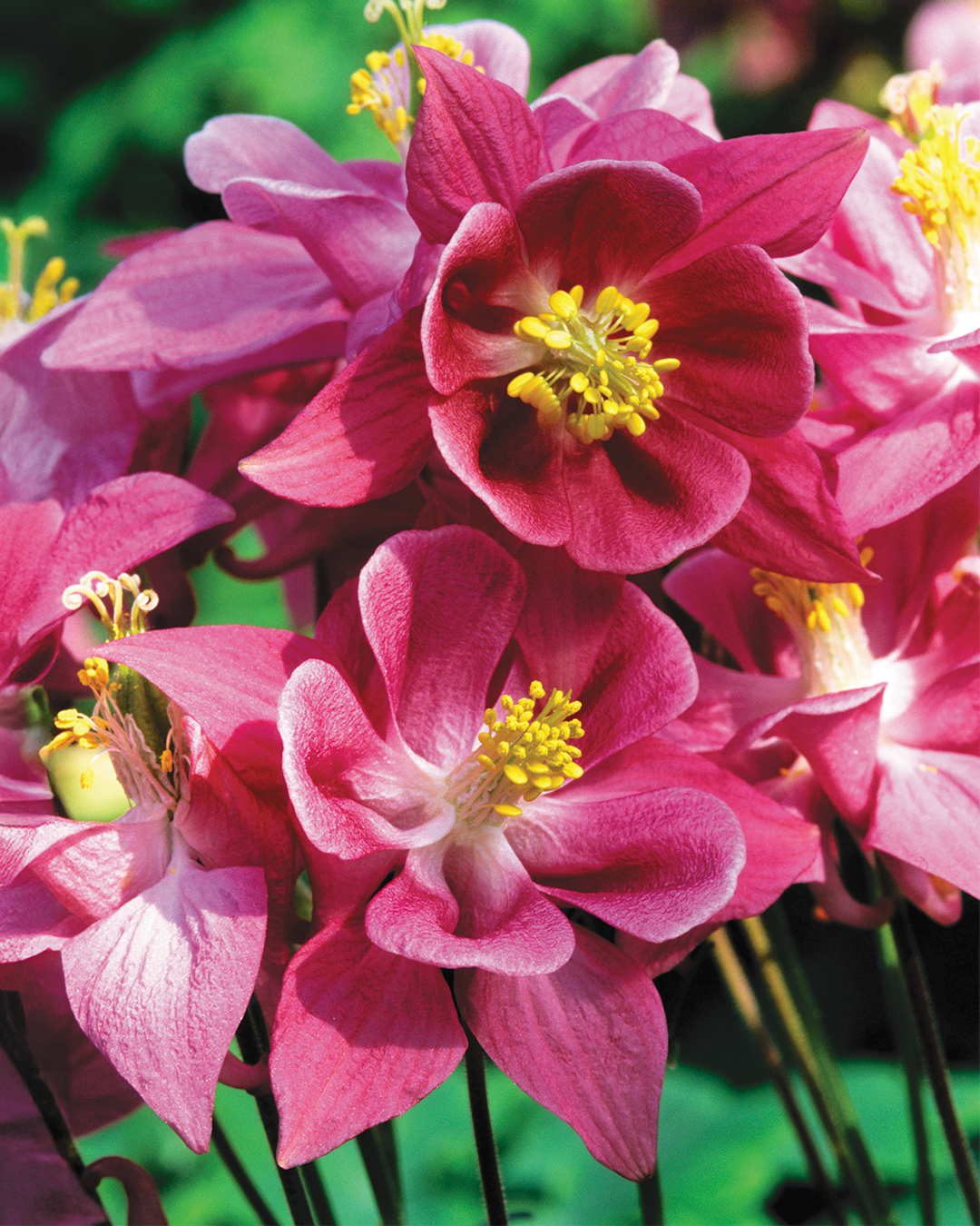 Aquilegia 'Winky Rose'
