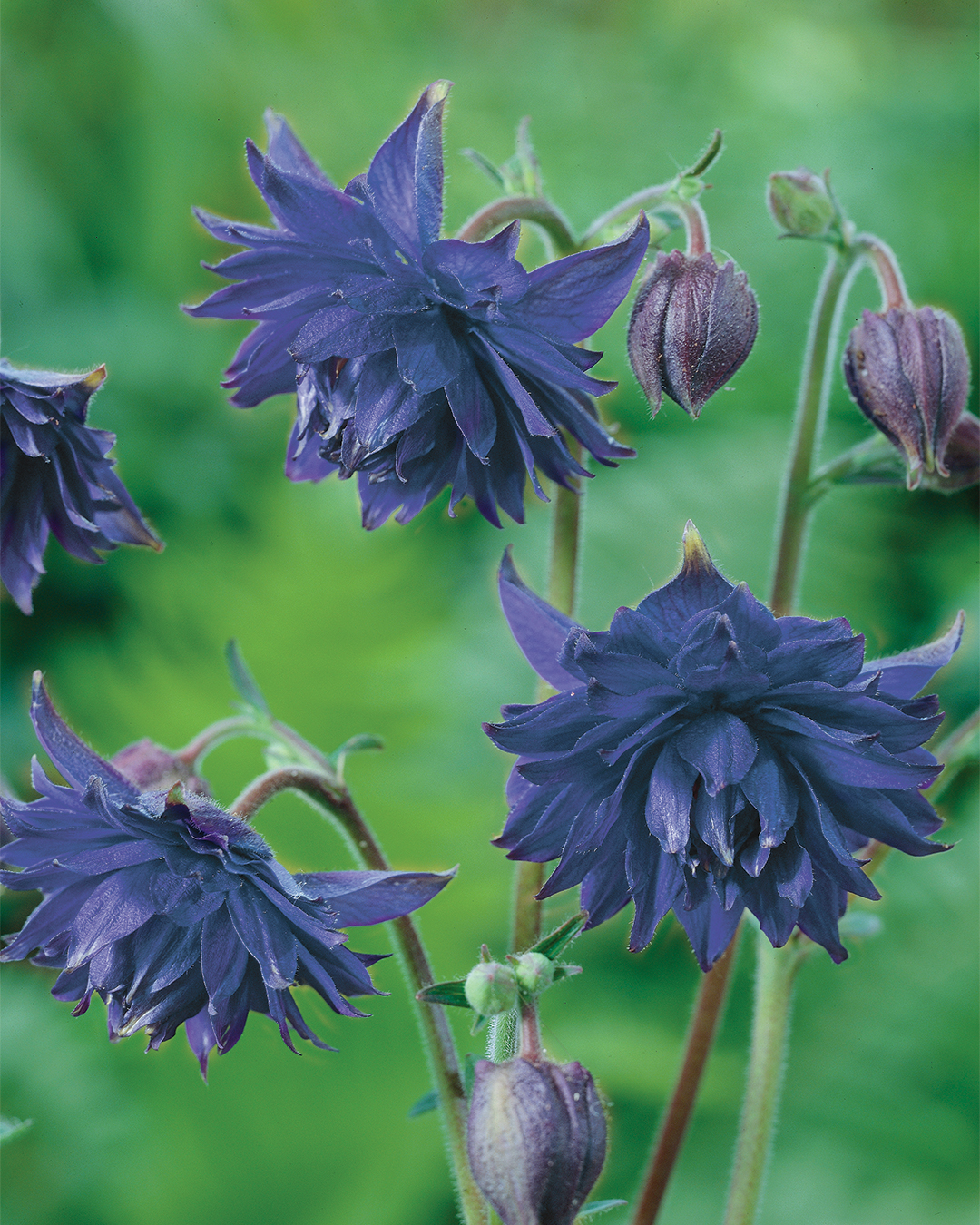 Aquilegia 'Blue Barlow'