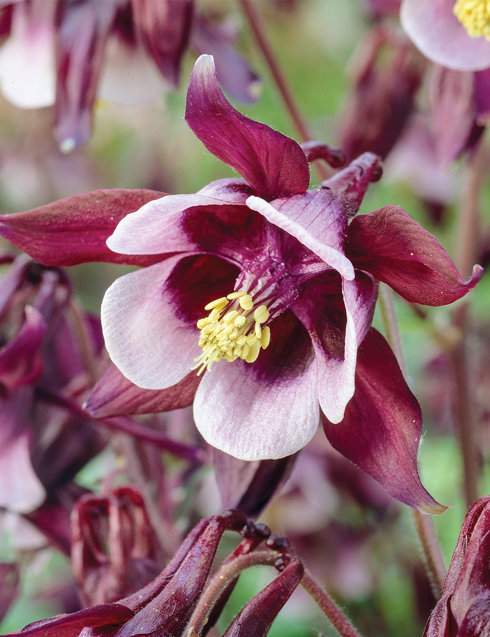 Aquilegia 'William Guiness'