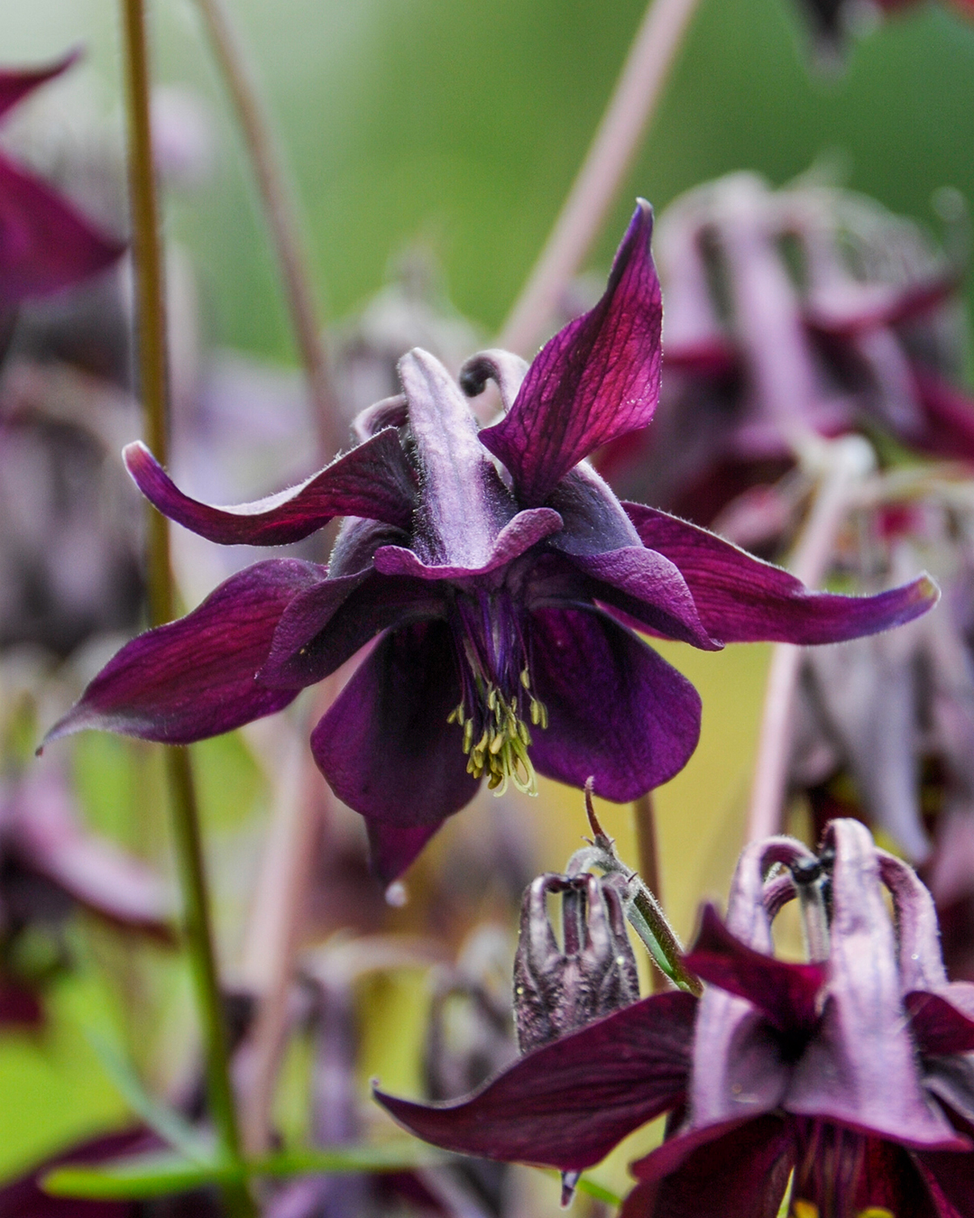 Aquilegia 'Dark Columbine'