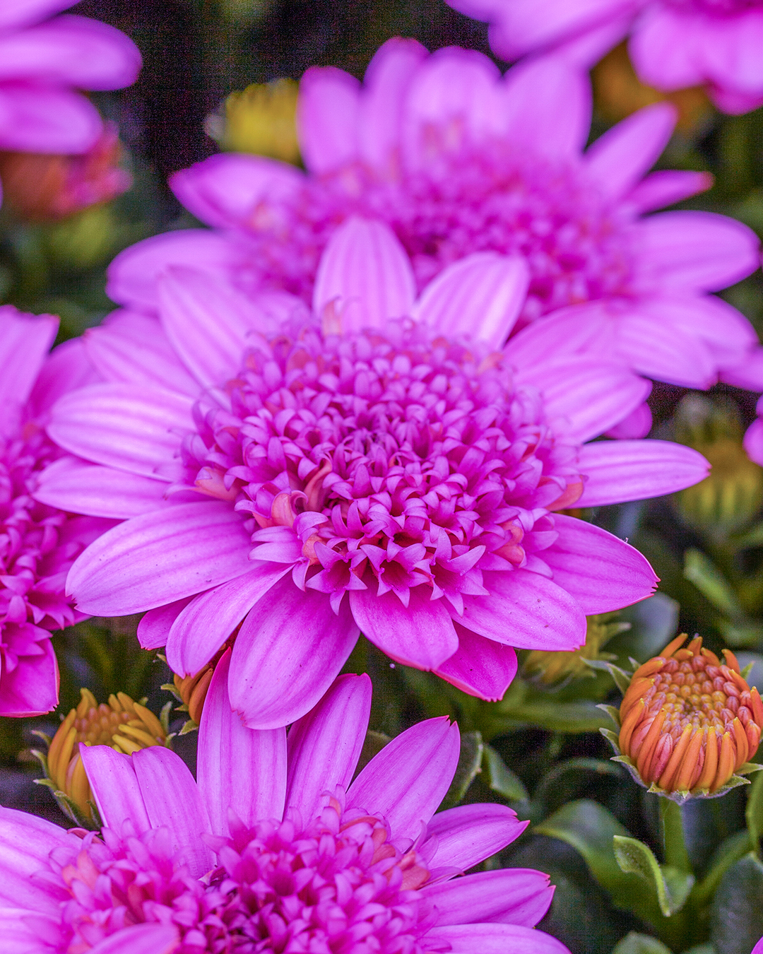 Marguerite Daisy Crested 'Hot Pink'