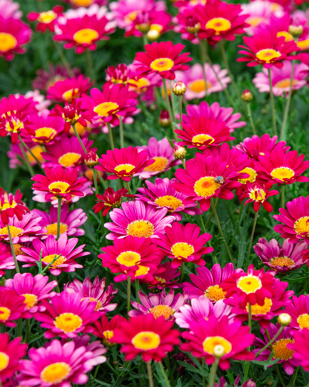 Marguerite Daisy 'Comet Sunrise'