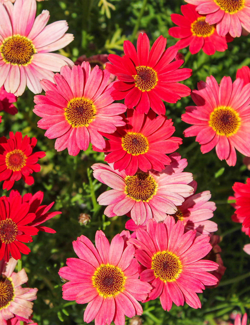 Marguerite Daisy 'Grandaisy Sunset'