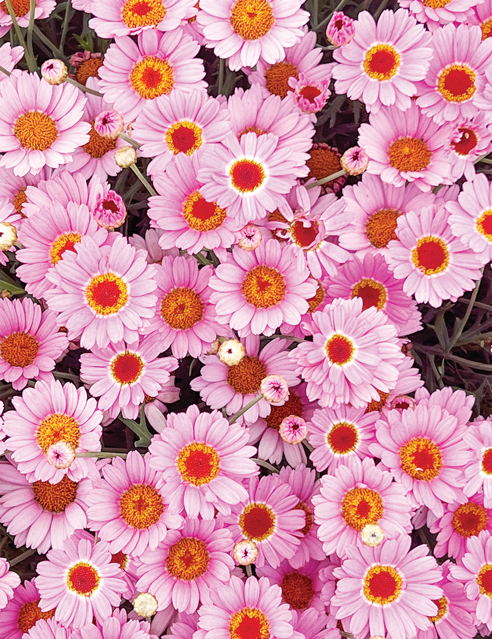 Marguerite Daisy Sassy 'Pink'