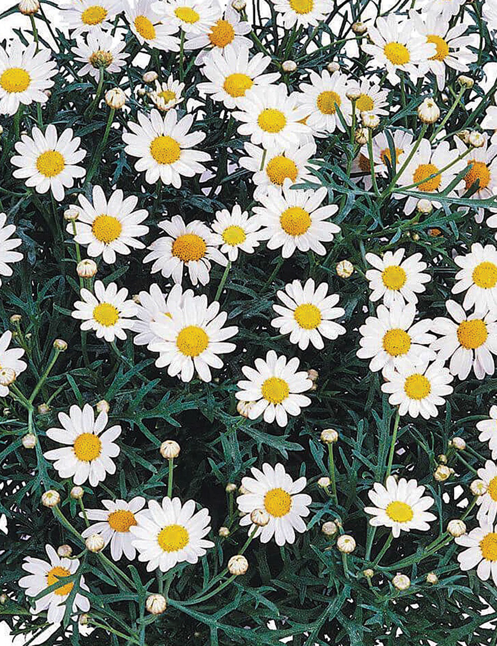 Marguerite Daisy Angelic 'Neptune'