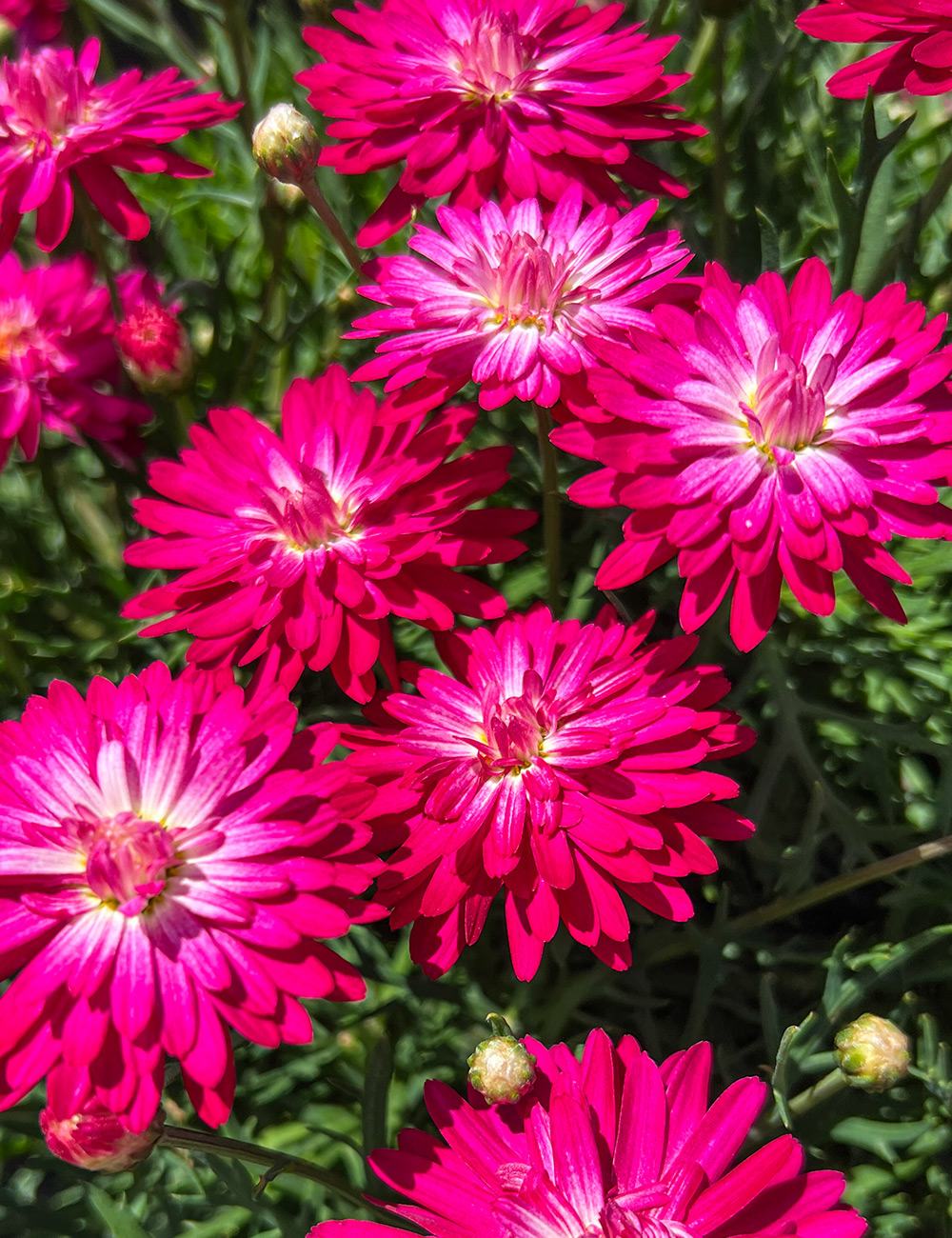 Marguerite Daisy 'Colossus Raspberry Ice'