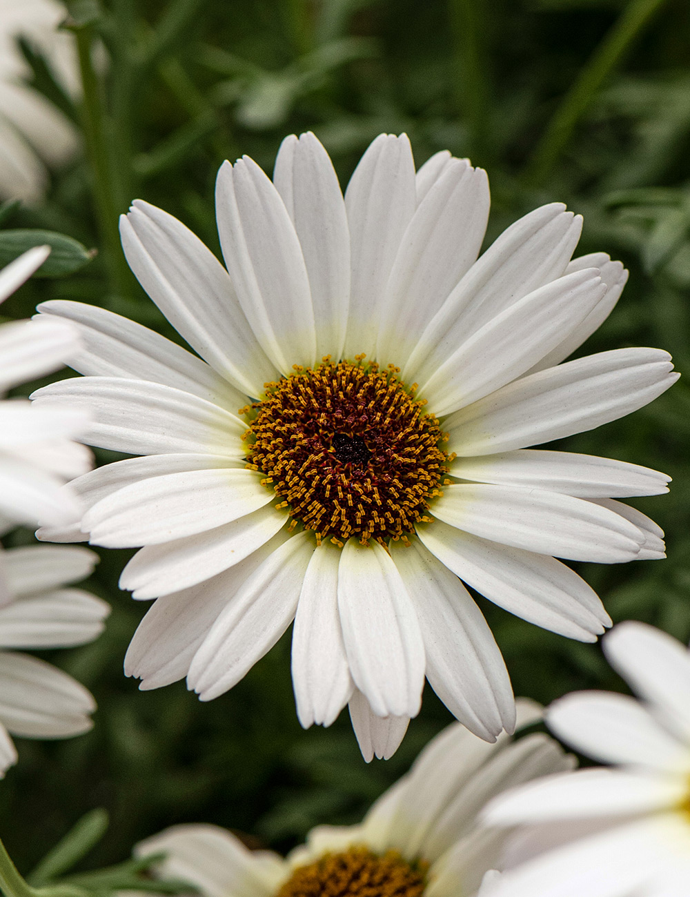 Marguerite Daisy 'Grandaisy White Improved'