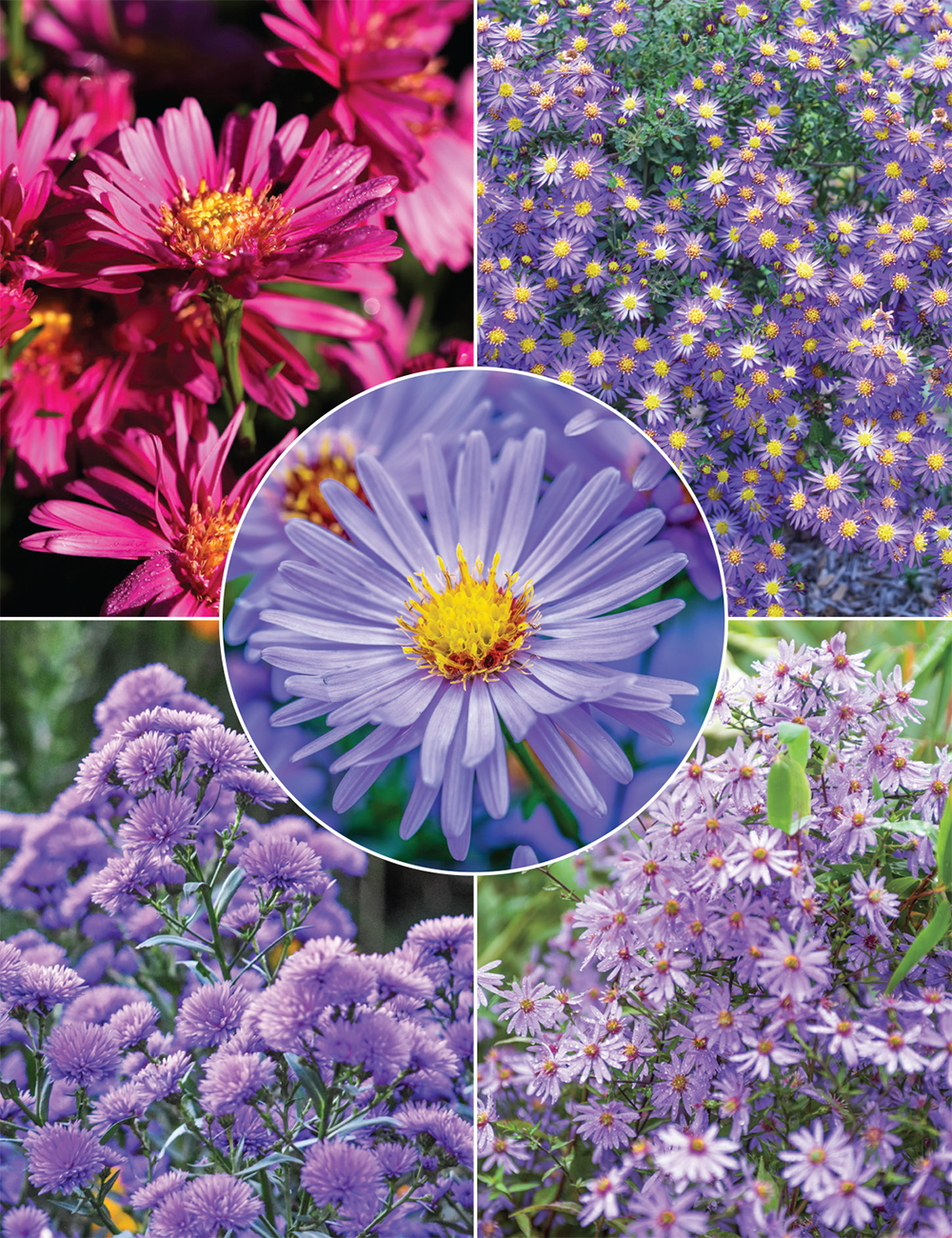 Aster Collection