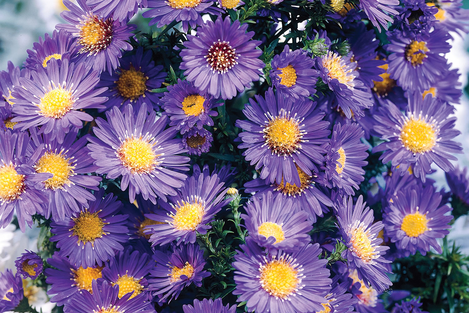 Aster 'Eventide'