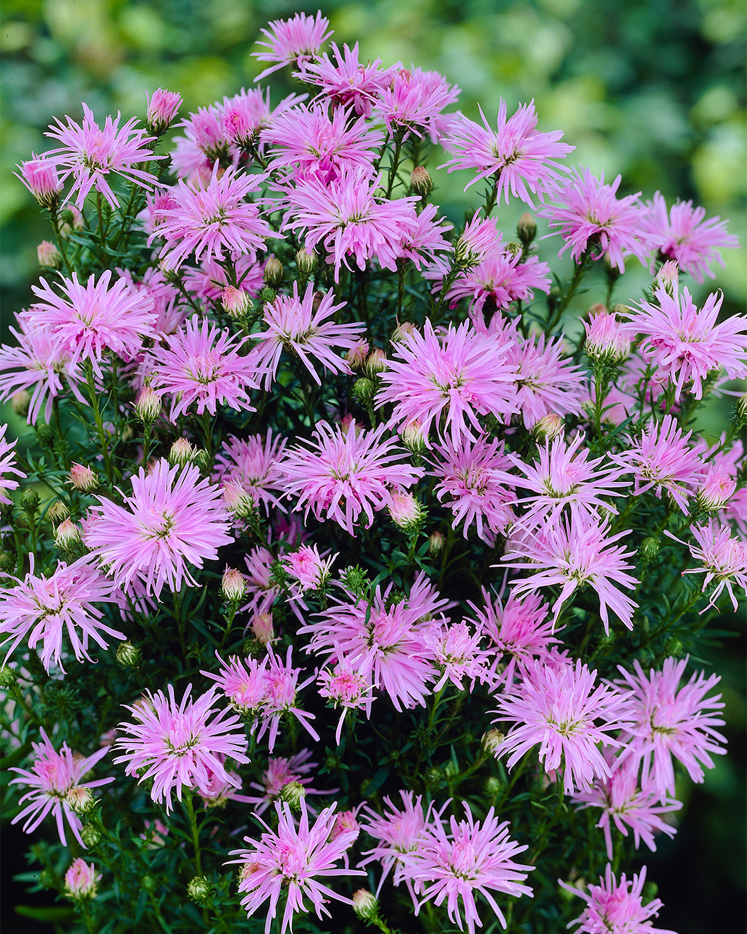 Aster Ruby Buttons