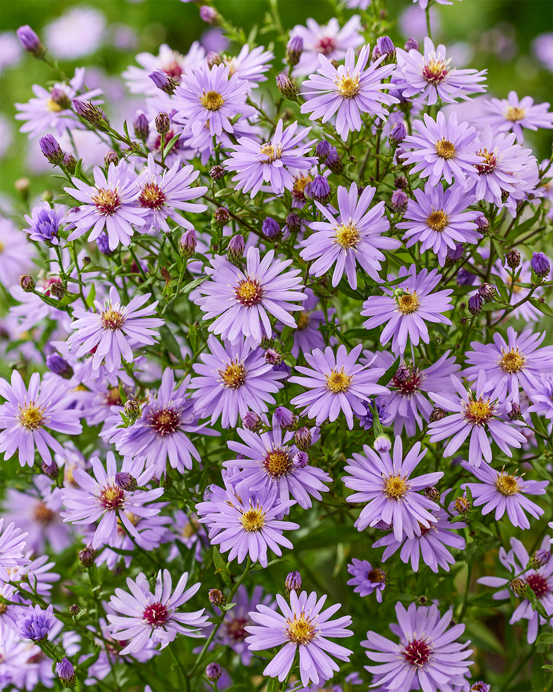 Aster 'Little Carlow'