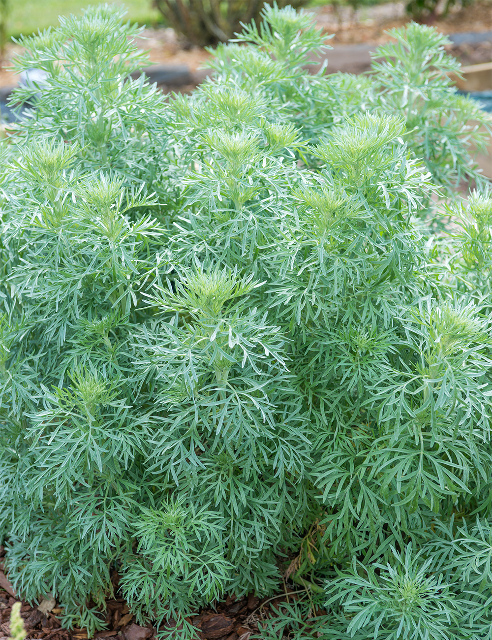 Artemisia 'Silverado'