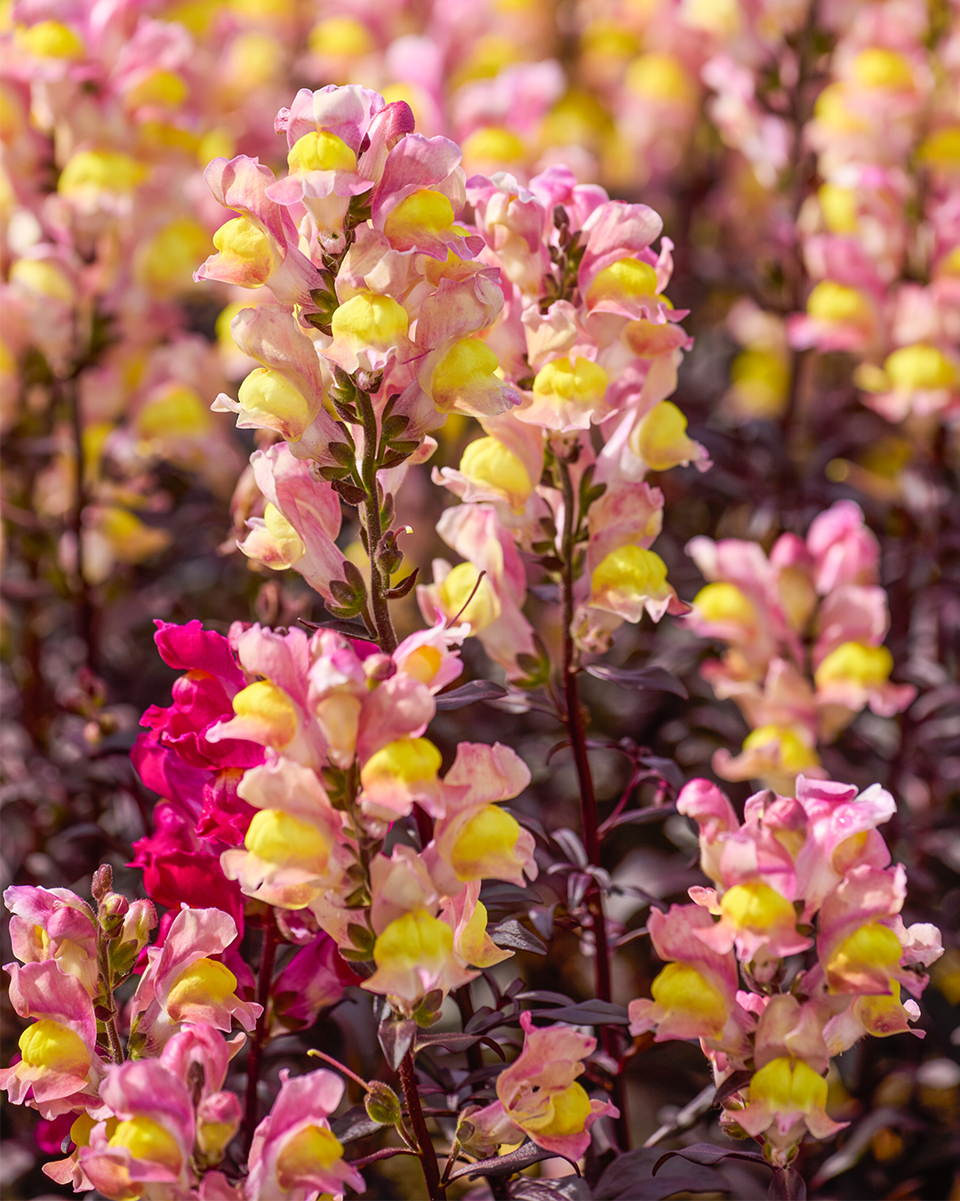Perennial Snapdragon 'Snap in Black Apricot'