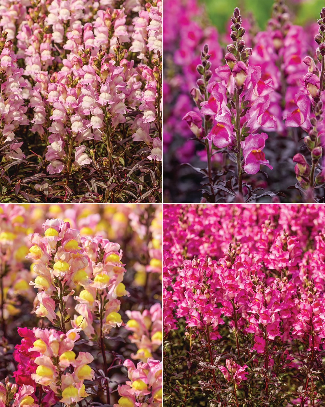 Perennial Snapdragons 'Snap in Black Collection'