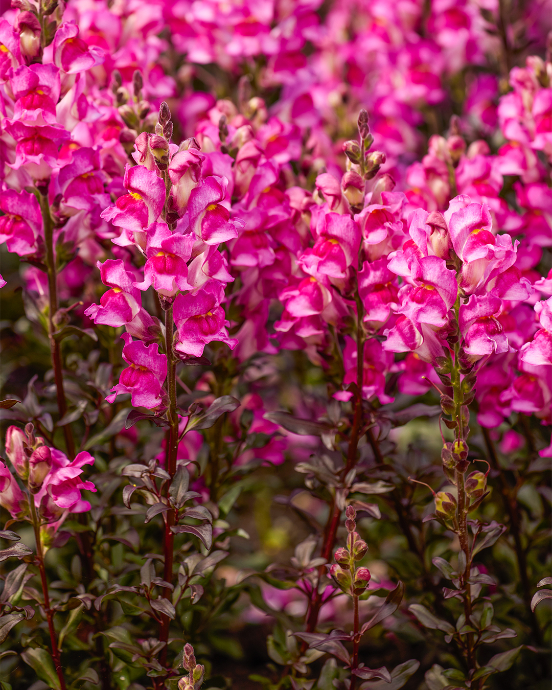 Perennial Snapdragon 'Snap in Black Hot Pink'