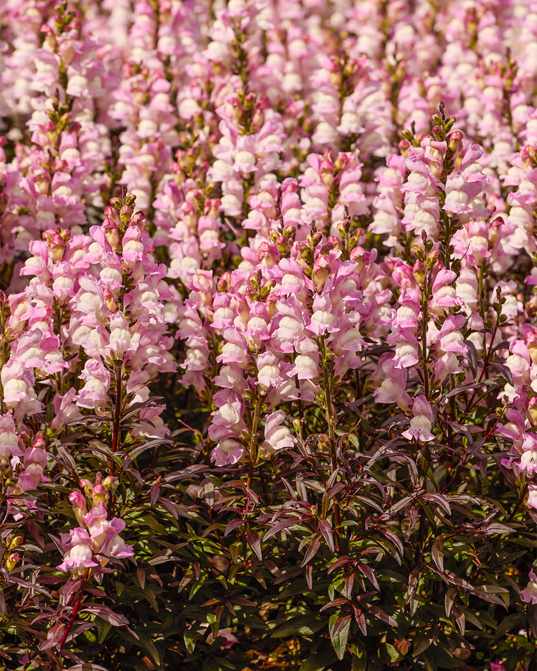 Perennial Snapdragon 'Snap in Black Pale Pink'