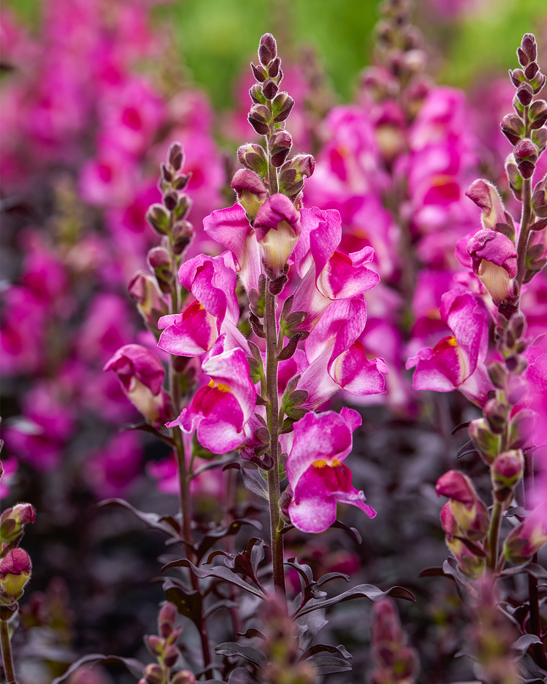 Perennial Snapdragon 'Snap in Black Raspberry'