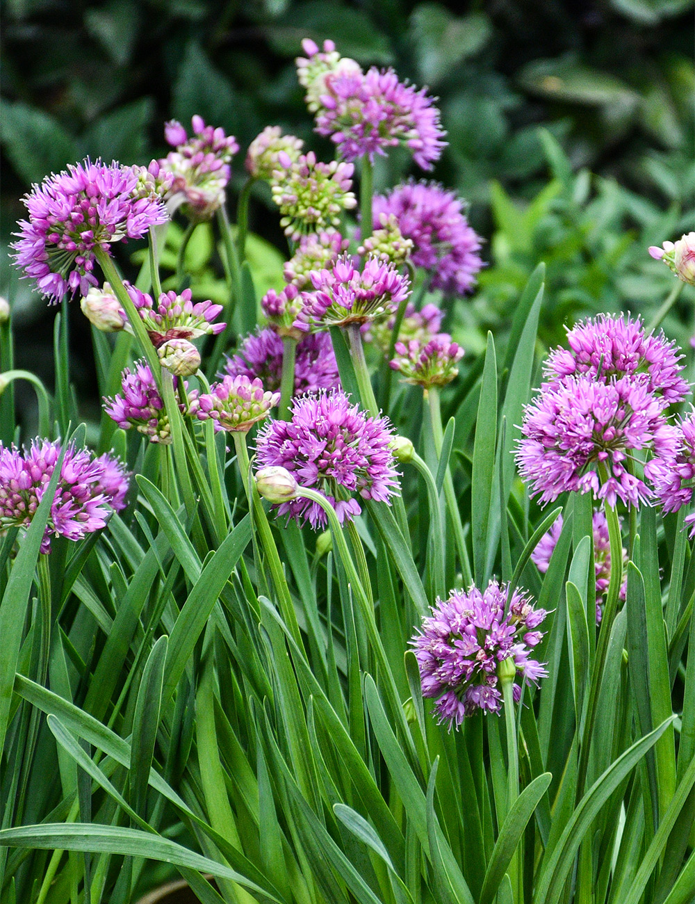 Allium Luna