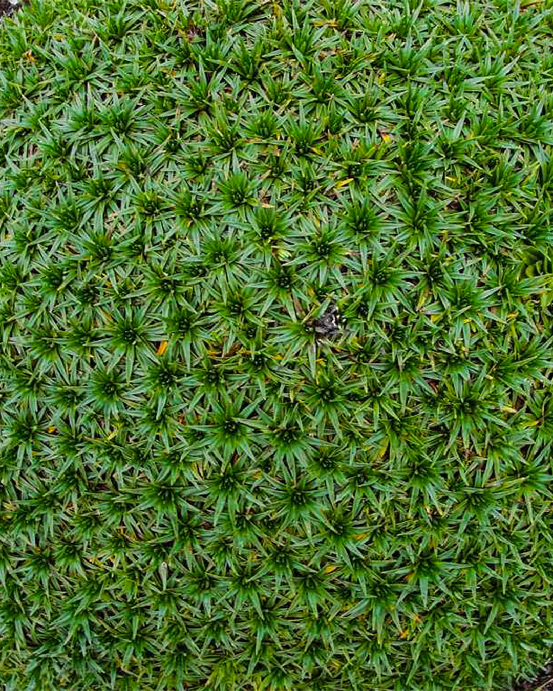 Cushion Plant