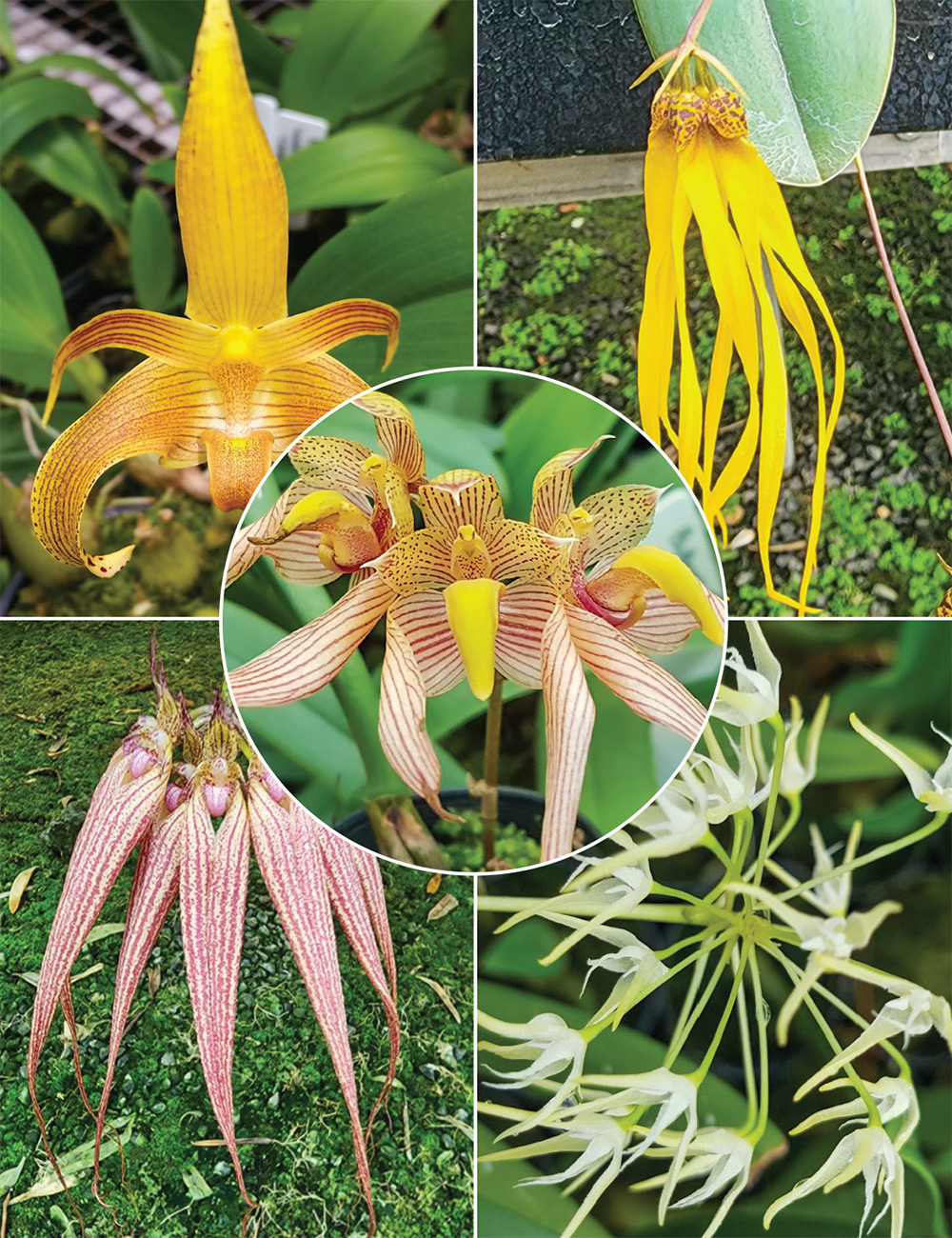 Bulbophyllum Orchids Collection