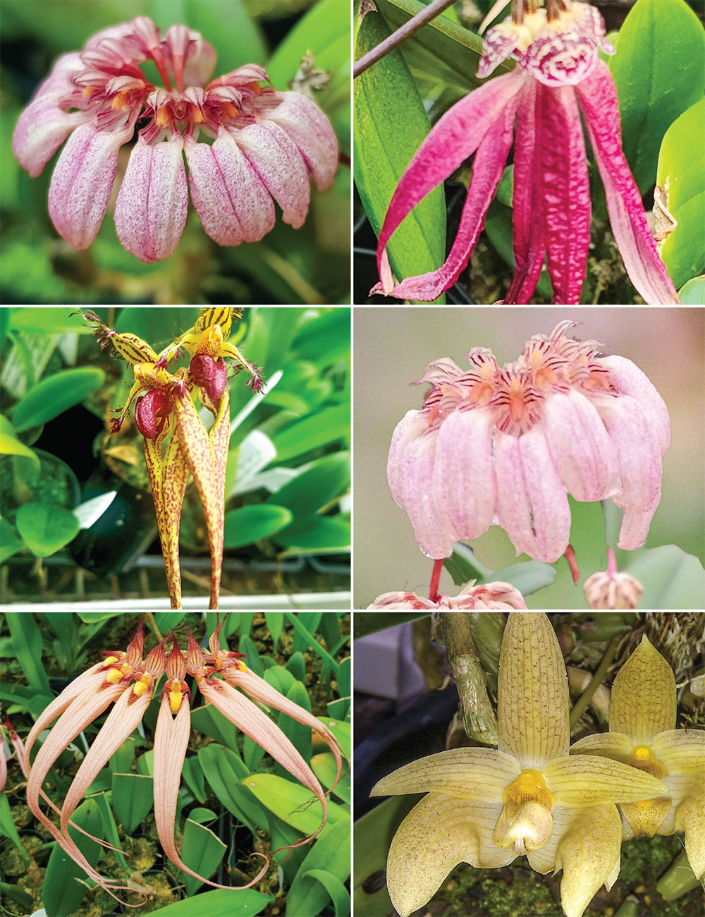 Bulbophyllum Orchid Cutting Collection