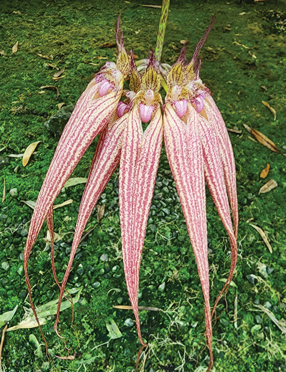 Omate Bulbophyllum