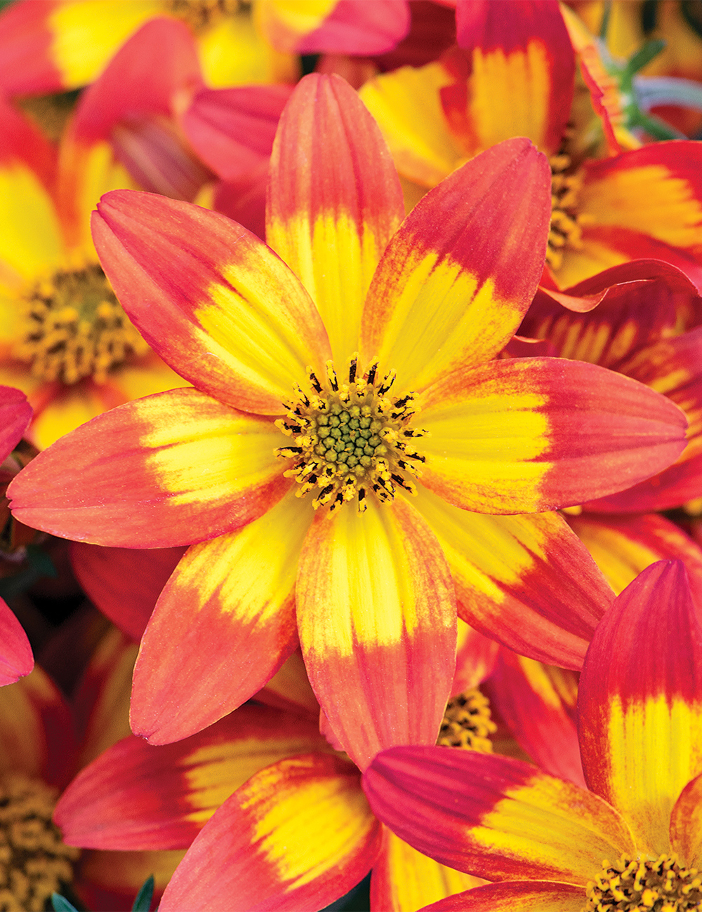 Biden Bidy Boom 'Fireside'