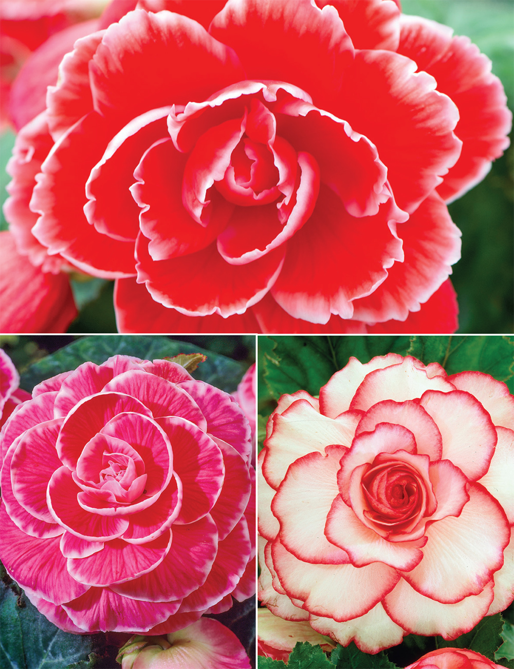AmeriHybrid Tuberous Begonias Picotee Collection