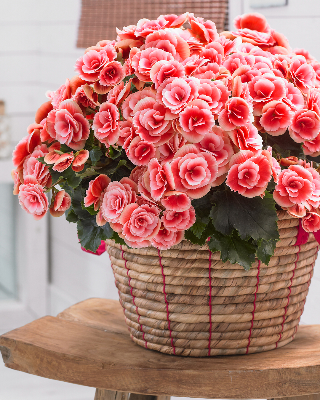 Rieger Begonia Borias