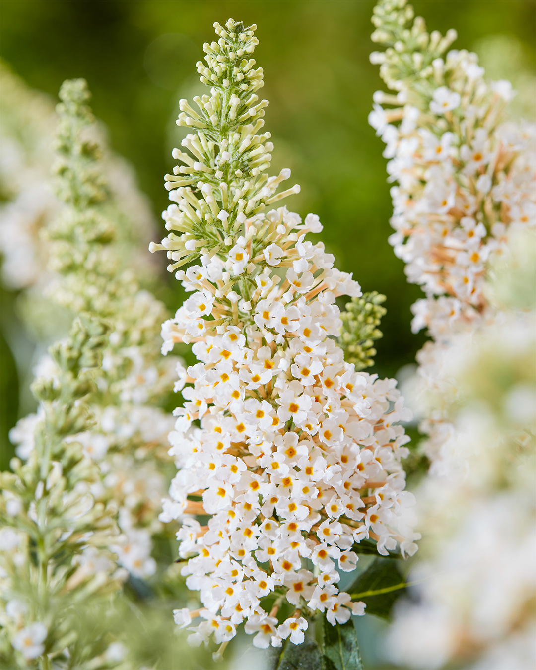 Butterfly Bush 'Leah White'