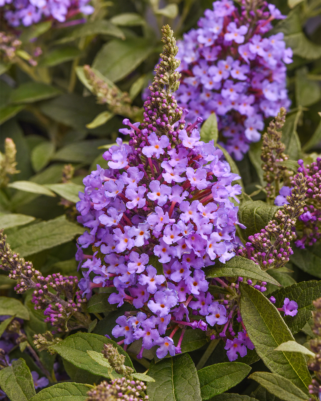 Dwarf Buddleja Chrysalis Blue
