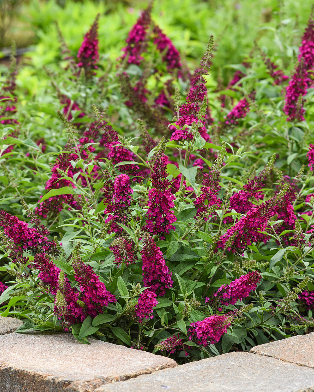 Dwarf Buddleja Chrysalis Cranberry