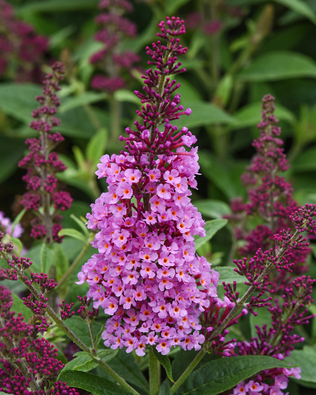 Dwarf Buddleja Chrysalis Pink