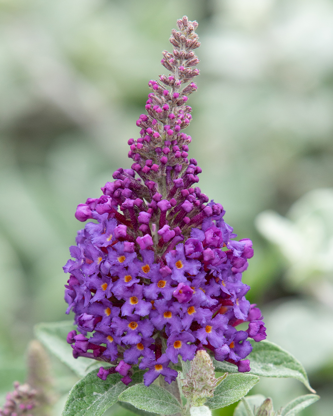 Dwarf Buddleja Chrysalis Steel Blue