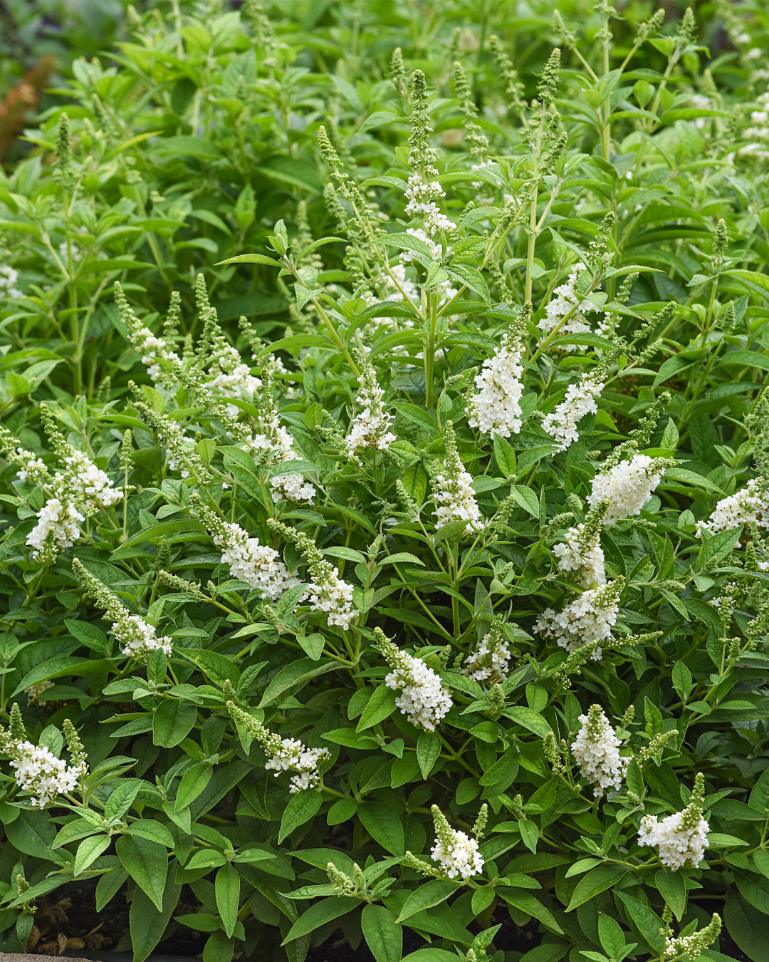 Dwarf Buddleja Chrysalis White