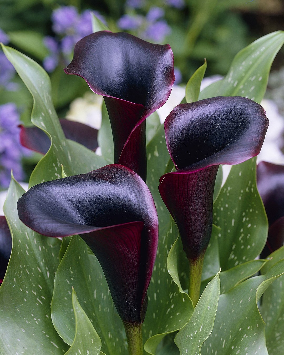 Calla Lily Black Tango