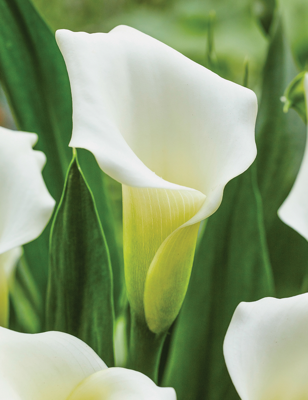 Calla Lily 'Crystal Clear'