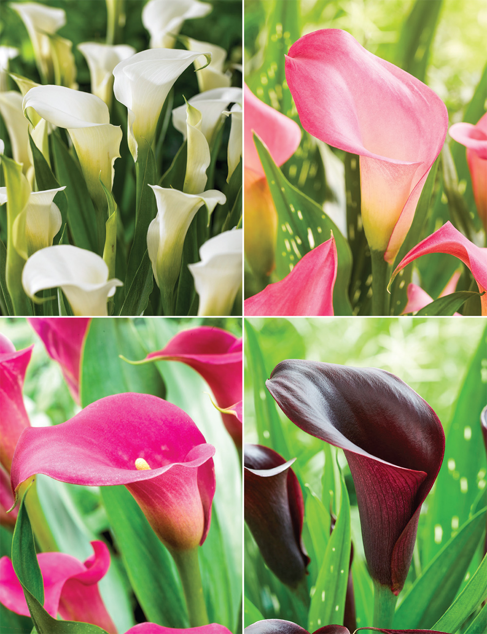 Calla Lilies Collection No1
