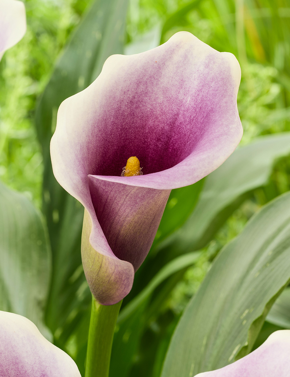 Calla Lily Captain Miro
