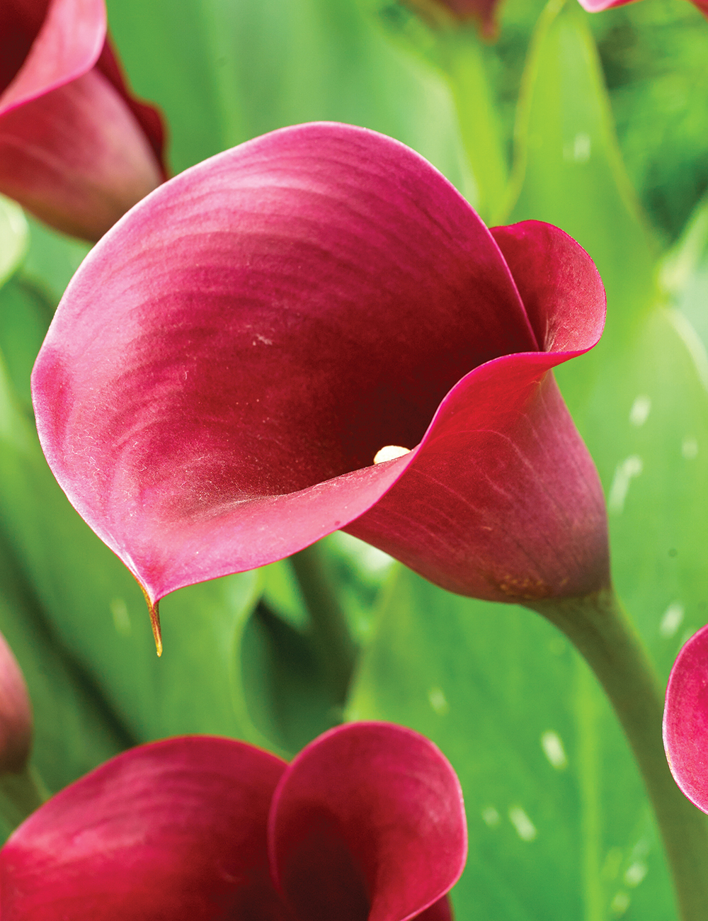 Calla Lily 'California Red'