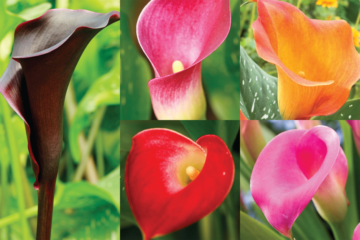 Calla Lilies Collection No2
