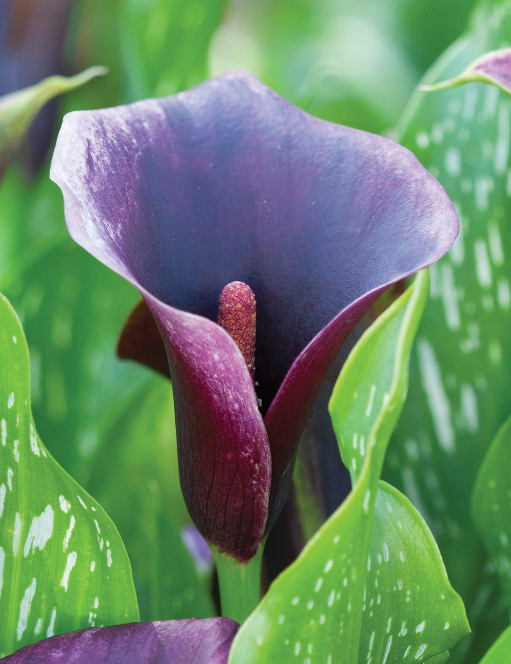 Calla Lily 'Dubai Nights'