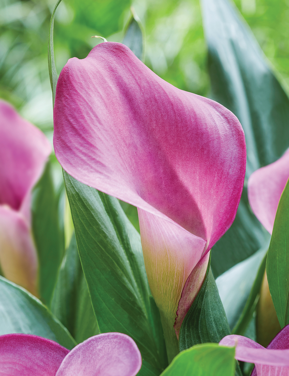 Calla Lily 'Grape Velvet'