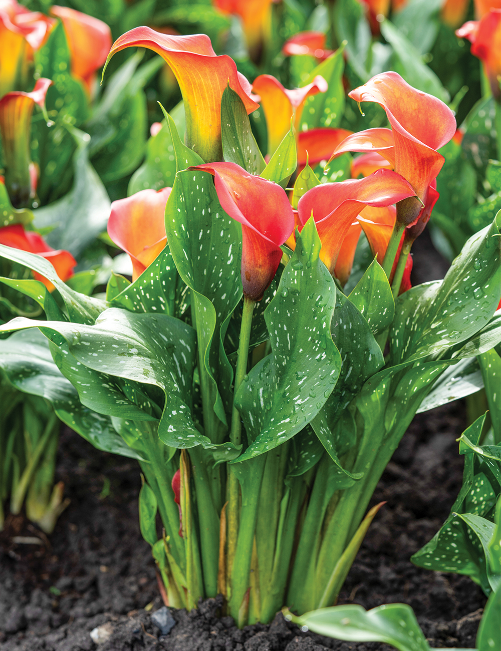 Calla Lily 'Lady Marmalade'