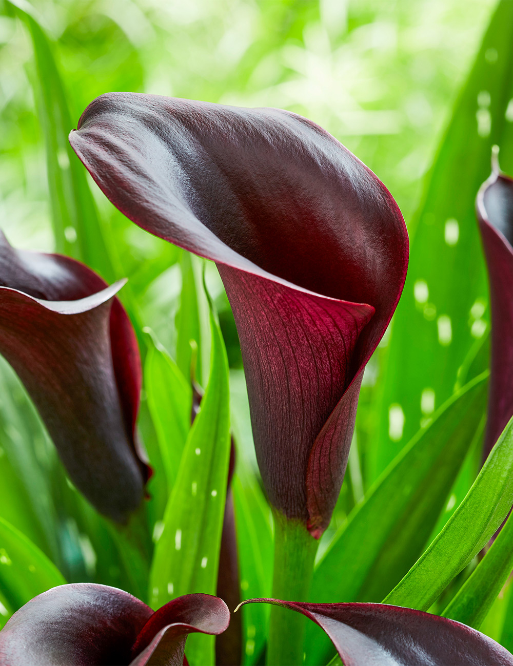 Calla Lily Macau