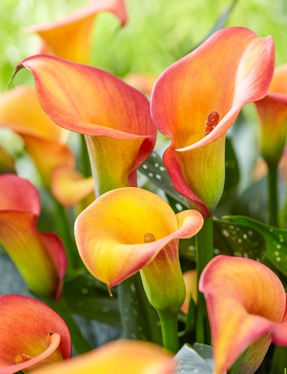 Calla Lliy Morning Sun