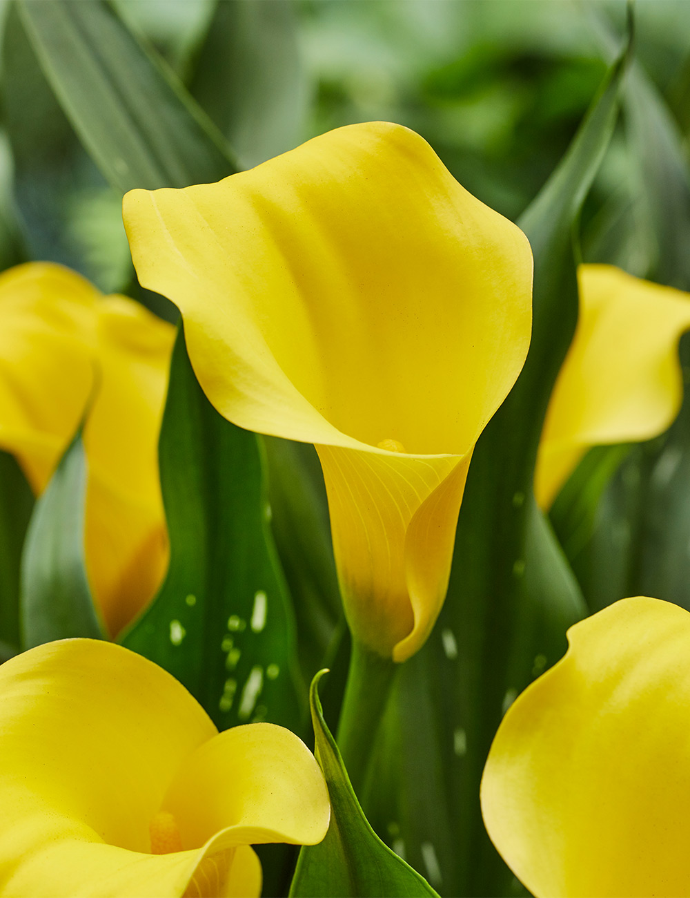Calla Lily Monte Carlo